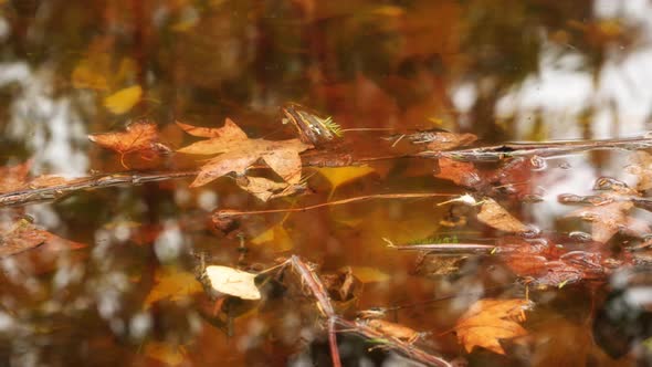 Autumn Leaves Floating In the Water
