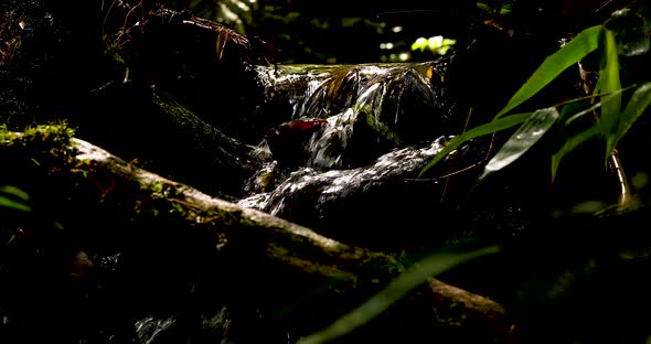Small waterfall in the middle of the forest, some rays of sunlight between the trees. alt