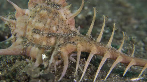 Venus Comb Murex snail walking over volcanic sand in the Philippines close up shot alt