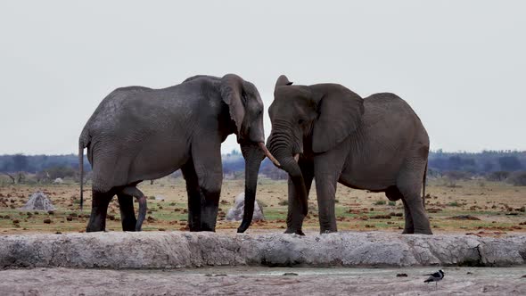 A Pair Of Elephants Standing At The Savanna In Makgadikgadi Pans National Park, Botswana - medium sh alt