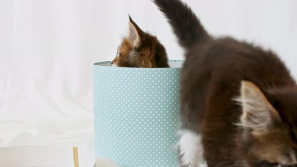 Striped Grey Kittens in a Present Blue Box Happy Birthday Gift Surprise alt
