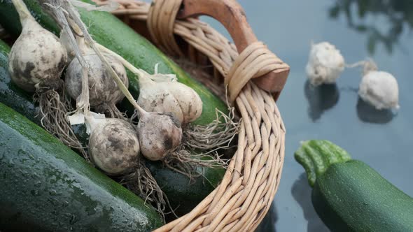 Picking up Ripe and Fresh organic bio garlic in farmer’s hand Harvesting