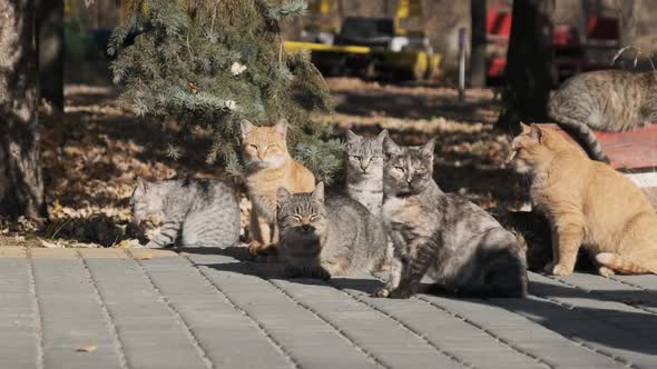 Lot of Homeless Cats are Sitting Together in a Public Park in Nature Slow Motion alt