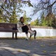 A Young Woman Sits on a Bench in an Autumn Park and Sends a Message on the Phone - VideoHive Item for Sale