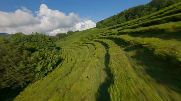 Extreme Close Flight Herd of Cows on Tea Plantation alt