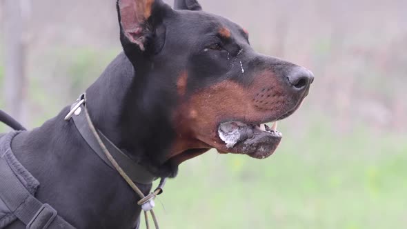 Dog Breed Doberman Pinscher, Guards the Territory and Barks at the Robber. alt