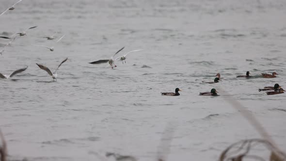 Serene River With Mallard Ducks And Flying Gulls During Daylight alt