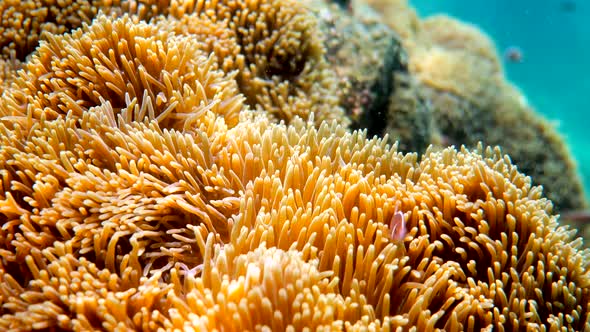 Wonderful and Beautiful Underwater World with Corals and Tropical Fish Red Sea alt