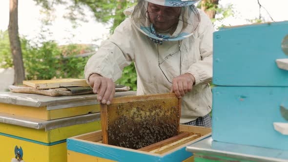 beekeeper holding a honeycomb full of bees. Beekeeper inspecting honeycomb frame at apiary alt