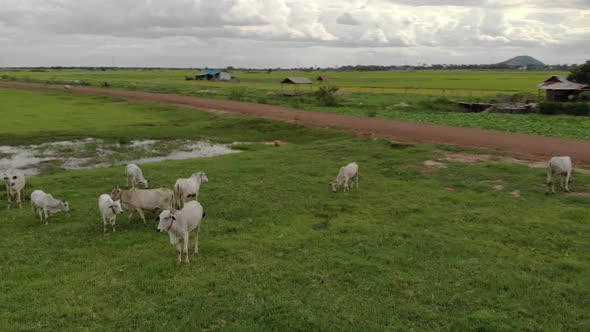 Drone Shot of Cows In a Field in the Countryside alt