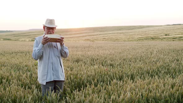 Senior Man Stands in a Wheat Field in a Sunny Day Sniffs Freshly Baked Bread alt