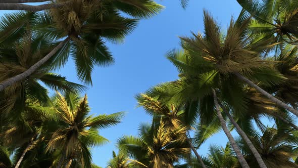 Bottom view of tropical palms travel to warm countries.