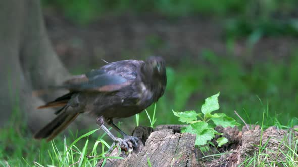 Close up of black crow eating prey after hunt outdoors in wilderness - 4K prores shot alt