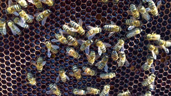 Flying Bees Collect Honey on a Private Apiary