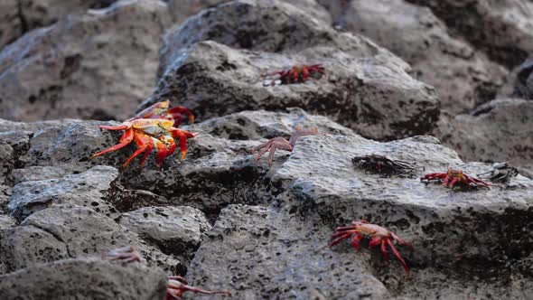 Sally Lightfoot Crabs On Lava Rocks With Waves Breaking In Background In The Galapagos alt