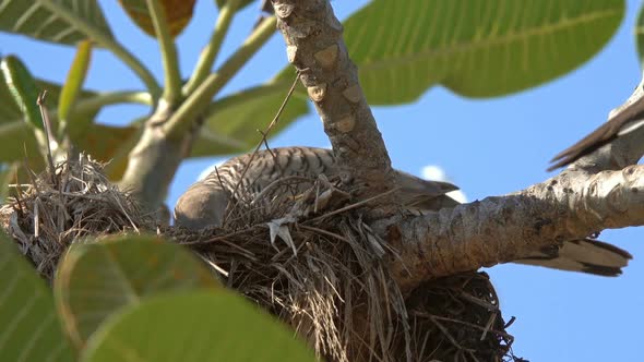 Motley Pigeon in Nest on Tree alt