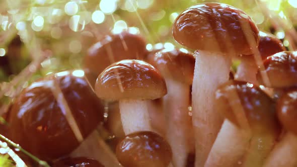 Armillaria Mushrooms of Honey Agaric In a Sunny Forest in the Rain alt