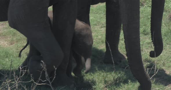 Close Up of Elephant Family with a Newborn Baby Elephant in a National Park of Sri Lanka