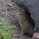 Curious but Cautious Wild Animal Arctic Ground Squirrel Peeps Out of Hole Under Stone Looking Around - VideoHive Item for Sale