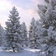 Winter Forest HD - VideoHive Item for Sale