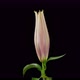Time Lapse of a pink Lily blooming - VideoHive Item for Sale