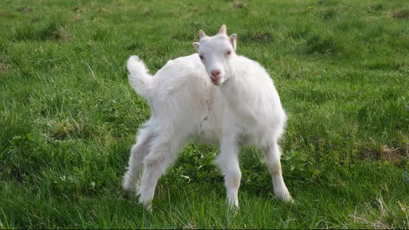 Portrait of Little Funny Kid Goat on a Green Pasture