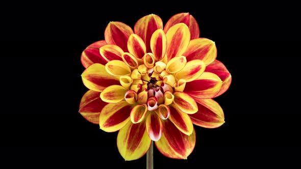 Time Lapse of Blooming Red Yellow Dahlia alt