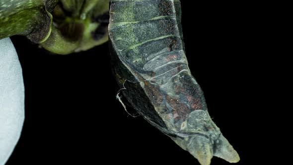 Time Lapse of the Moment of Birth of the Butterfly Papilio Palinurus on a Black Background Birth alt