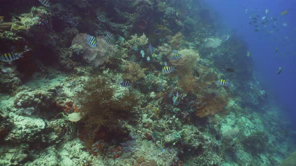 Coral Reef and Tropical Fish. Bali,Indonesia alt