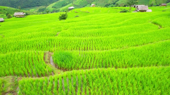 Aerial view of agriculture in rice fields for cultivation alt