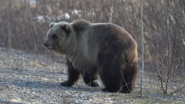 Wild Terrible Brown Bear Walking on Stones in Spring Forest in Search of Food