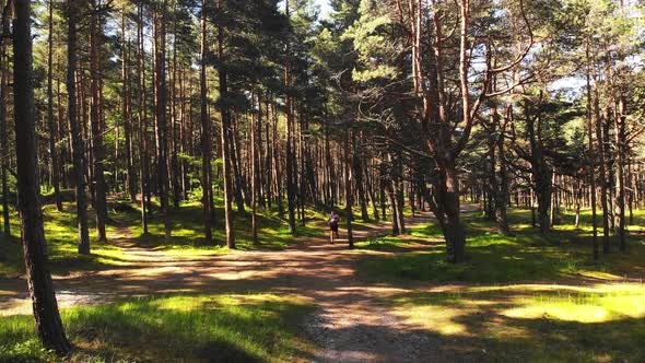 Tired Male Runner Runs In Sunny Pine Forest alt