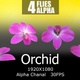 Orchid - VideoHive Item for Sale