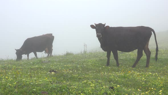 Cows Pee While Grazing in Pasture Under Fog and Drizzle in Mountain alt