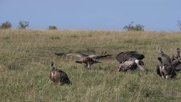 African White Backed Vulture, gyps africanus, Ruppell's Vulture, gyps rueppelli alt