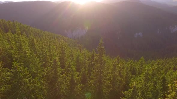 Flying over the beautiful sunny forest trees. Flight over autumn mountains with forests. alt