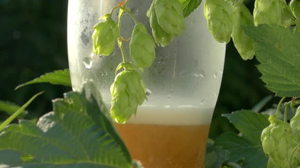 Beer Is Poured Into a Glass. Hop Cones and Freshly Brewed Draft Beer. Low Alcohol Drink.