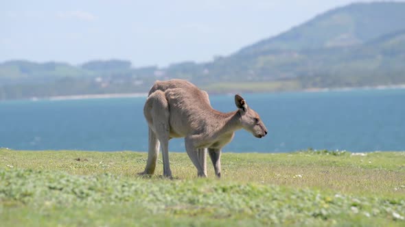 Grey Kangaroo Eating on a Green Meadow Whit a Sealandscape as Background in Queensland,Australia