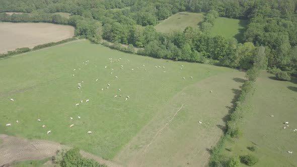 Aerial view of cows grazing on green summer meadow. farm animals nature Village countryside France