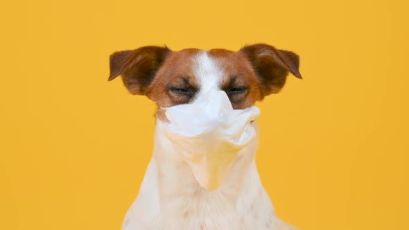 Cute dog in a medical mask on his face on a yellow background. alt