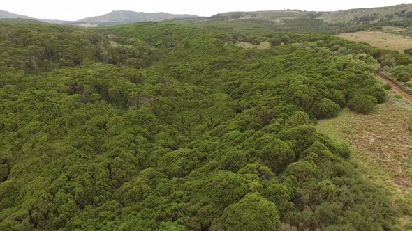 Aerial view of a forest and road alt
