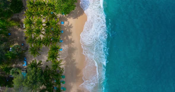 Aerial view drone shot view of Coconut palm trees Top-down view. Green palm tree on beach and sea, S alt