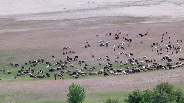 Goats pasture on sand dunes, rural spring view