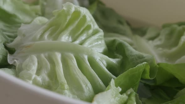 Washed lettuce Lactuca sativa 4K paning footage