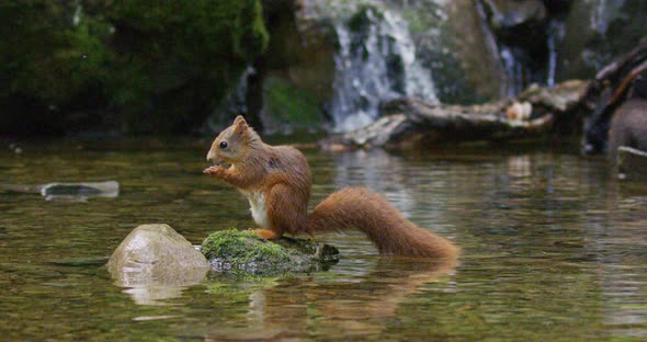 Beautiful Red Squirrel Eating Food at Stone in the Water