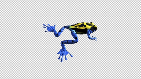 Jumping Frog - II - Poison Dart - Yellow Black Blue - Back Side Angle