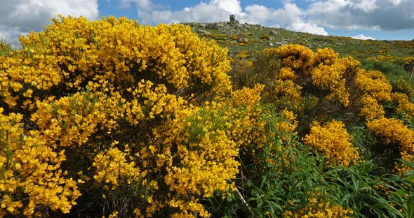 The national park of Cevennes, col de niel, Mont Lozere, France alt
