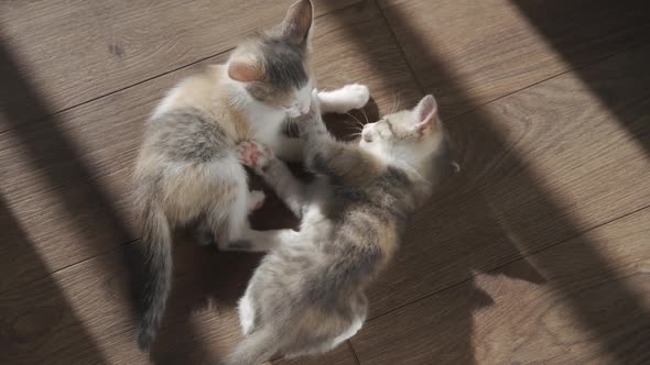 Two Little Kittens Playing