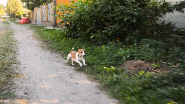 Jack Russell Terrier Dog Running on Wayside. Terrier Dog Running Near Bushes of Flowers. Young