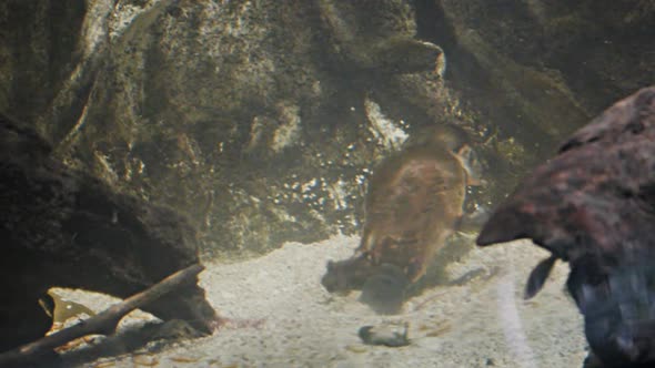 platypus feeding on a riverbed alt